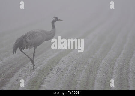 Kranich / Grauer Kranich (Grus Grus) zu Fuß über einen nebligen Bereich auf der Suche nach Nahrung. Stockfoto