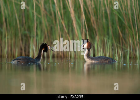 Great Crested Haubentaucher (Podiceps Cristatus), zwei Erwachsenen, schwadronierte einander als Teil ihres territorialen Verhaltens. Stockfoto