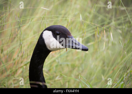 Kanadagans (Branta canadensis) Kopf spähen durch Wilde Hafer. Stockfoto