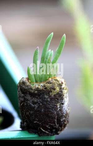 Makroaufnahme Lampranthus Sämling wächst in Jiffypots Stockfoto