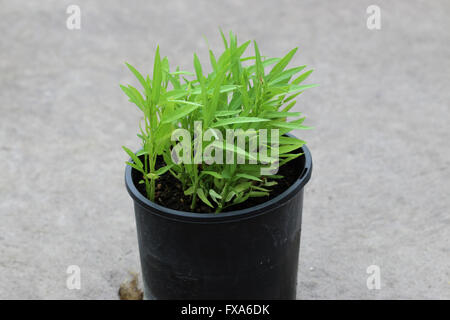 Wachsende Ipomoea Aquatica oder bekannt als Kangkong, Kangkung, Wasserspinat, Fluss Spinat Wasser Morgen Ruhm, in einem Topf Stockfoto