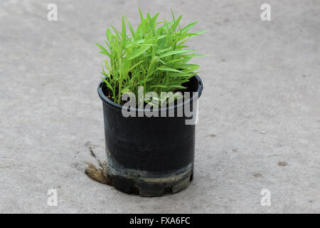 Wachsende Ipomoea Aquatica oder bekannt als Kangkong, Kangkung, Wasserspinat, Fluss Spinat Wasser Morgen Ruhm, in einem Topf Stockfoto