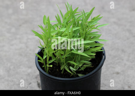 Wachsende Ipomoea Aquatica oder bekannt als Kangkong, Kangkung, Wasserspinat, Fluss Spinat Wasser Morgen Ruhm, in einem Topf Stockfoto