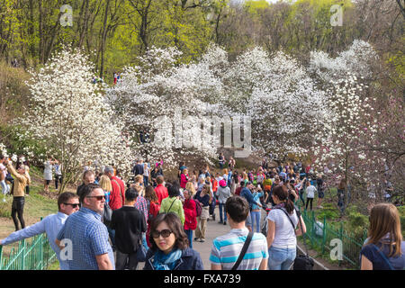 Die Menschen genießen Frühling Magnolienblüten im Botanischen Garten in Kiew, Ukraine Stockfoto