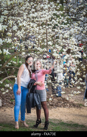 Die Menschen genießen Frühling Magnolienblüten im Botanischen Garten in Kiew, Ukraine Stockfoto