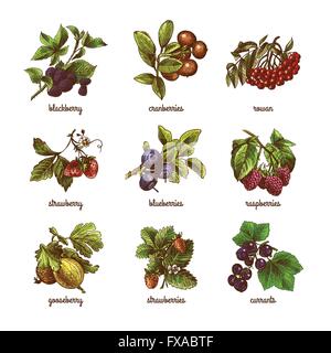 Skizze Beeren gefärbt Satz Stock Vektor