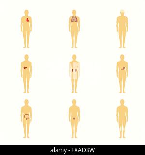 Menschliche Figuren mit inneren Organen Stock Vektor