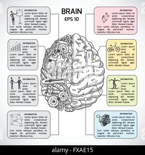 Gehirnhälften skizzieren Infografik Stock Vektor