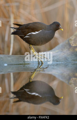 Teichhühner (Gallinula Chloropus), winter Gefieder, stehend auf einem Baumstamm im Wasser mit Reflexion, Nationalpark Kiskunság Stockfoto