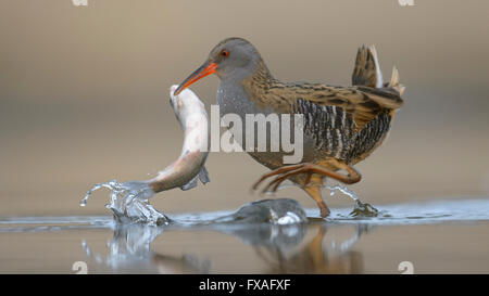 Wasser-Schiene (Rallus Aquaticus), in Wasser mit einem Fisch im Schnabel, Nationalpark Kiskunság, Ungarn Stockfoto