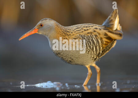 Wasser-Schiene (Rallus Aquaticus), mit gefangenen Fisch im Wasser, Nationalpark Kiskunság, Ungarn Stockfoto