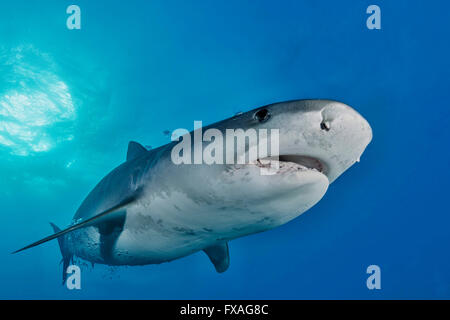 Tigerhai (Galeocerdo Cuvier), Karibik, Bahamas Stockfoto