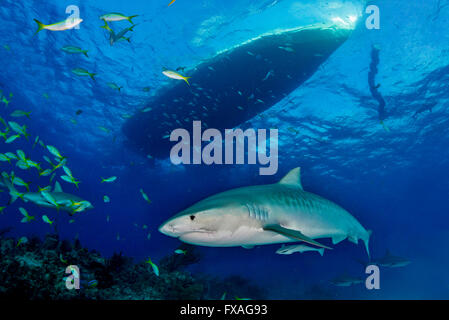 Tigerhai (Galeocerdo Cuvier), Karibik, Bahamas Stockfoto