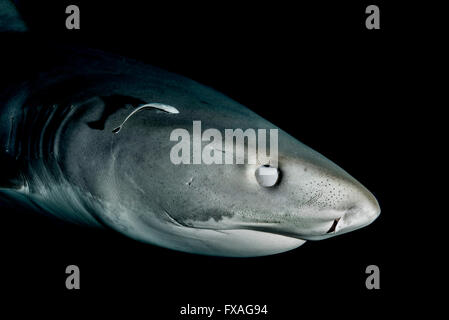 Tigerhai (Galeocerdo Cuvier), Porträt, Karibik, Bahamas Stockfoto