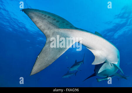 Tigerhai (Galeocerdo Cuvier), Schwanzflosse, Karibik, Bahamas Stockfoto