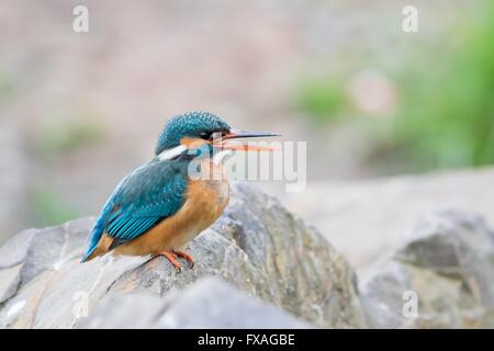 Aufruf von weiblicher Eisvogel (Alcedo Atthis) auf Stein, Hessen, Deutschland Stockfoto