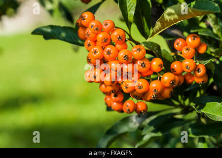 Eine Reihe von gelben Sanddorn (Hippophae Rhamnoides) Beeren, Radebeul, Sachsen, Deutschland Stockfoto