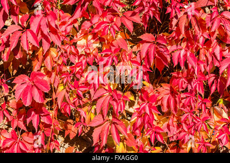 Rotes Laub von wildem Wein (Parthenocissus Quinqefolia) im Herbst, Sachsen, Deutschland Stockfoto