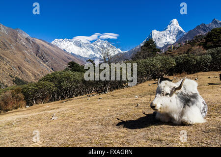 Weiße Yak (Bos Mutus) liegen auf einer Wiese, Mt. Everest und Ama Dablam in der Ferne, Tengboche, Solo Khumbu, Nepal Stockfoto