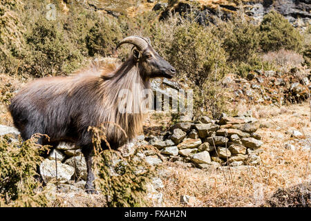 Himalaya-Tahr (Hemitragus Jemlahicus), eine große Montain Ziege steht am Hang eines Hügels, Thame, Solo Khumbu, Nepal Stockfoto