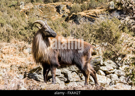 Himalaya-Tahr (Hemitragus Jemlahicus), eine große Montain Ziege steht am Hang eines Hügels, Thame, Solo Khumbu, Nepal Stockfoto