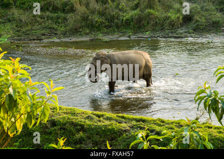 Wilde weibliche asiatische Elefant (Elephas Maximus) flachen Fluss, Sauraha, Chitwan, Nepal Stockfoto