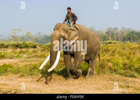 Domestiziert männliche asiatische Elefant (Elephas Maximus) mit großen weißen Stoßzähnen, zu Fuß über Wiese, Sauraha, Chitwan, Nepal Stockfoto