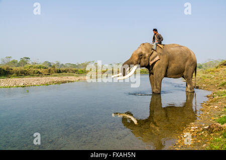 Domestiziert männliche asiatische Elefant (Elephas Maximus) mit großen weißen Stoßzähnen, trinken am Fluss Sauraha, Chitwan, Nepal Stockfoto