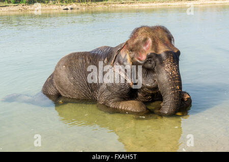 Domestiziert junge asiatische Elefant (Elephas Maximus) Baden im flachen Fluss Sauraha, Chitwan, Nepal Stockfoto