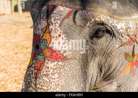 Porträt des asiatischen Elefanten (Elephas Maximus) malte bunt für Elephant Festival, Sauraha, Chitwan, Nepal Stockfoto