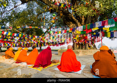 Sadhus, die heiligen Männer sitzen um den Bodhi-Baum neben dem Mayadevi Tempel, Geburtsort von Buddha Siddhartha Gautama, Lumbini Stockfoto