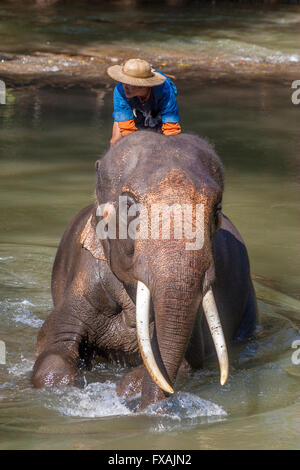 Thailand Chiang Mai Elefant und Mahout bei Badezeit in Chiang Dao Elephant Trainingscamp Stockfoto