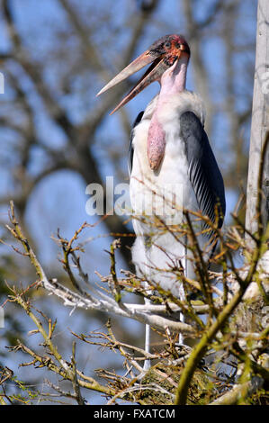 Closeup Marabou Storch (Leptoptilos Crumeniferus) im Baum Stockfoto