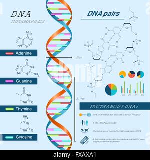 DNA-Infografiken-Set Stock Vektor