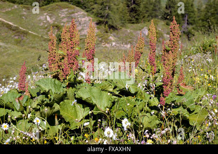 Alpine Dock Blume (Rumex Alpinus) in der Nähe von La Plagne in den französischen Alpen Stockfoto