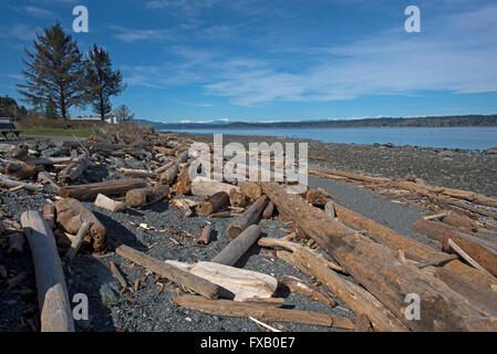 Holz-Treibgut von großen Felsen südlich der 50er Jahre parallel @ Campbell River, Vancouver Island, BC.  SCO 10.310. Stockfoto