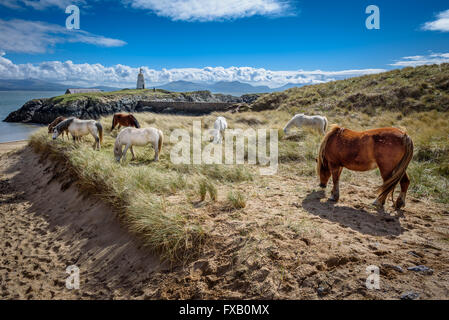 Wilde Pferde weiden auf Llanddwyn Island, einer Halbinsel auf Anglesey. Newborough, Anglesey, Wales, Vereinigtes Königreich Stockfoto