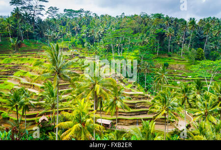 Tegallalang Reisfeld. Bali. Indonesien, Asien. Stockfoto