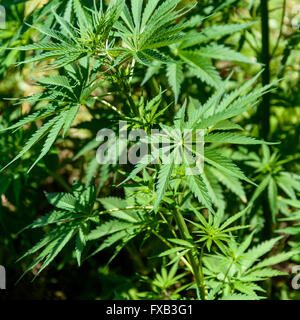 Cannabis-Pflanze-Detail wächst wie Unkraut in Nepal Stockfoto