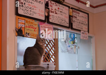 Tokyo, Japan - 19. Dezember 2014: Katzen sitzen an einer Theke in einem japanischen Katze-Café. Stockfoto