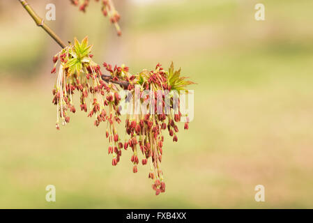 Acer Negundo, junge grüne Blätter mit Samen und Blumen unter der Frühlingssonne Stockfoto