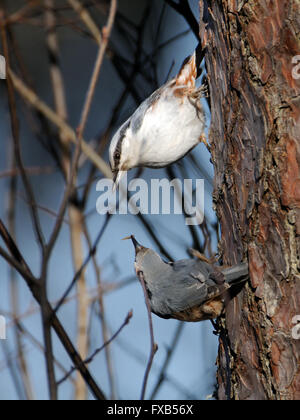 Männliche eurasische Kleiber feeds weiblich im Frühjahr Stockfoto