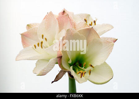 Nahaufnahme der Amaryllis Blume Stockfoto