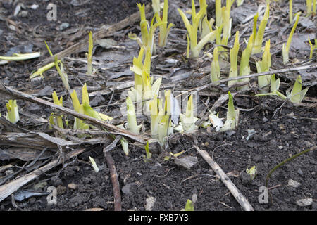 Feder. neues Gras wächst durch die abgestorbenen Blätter. Stockfoto