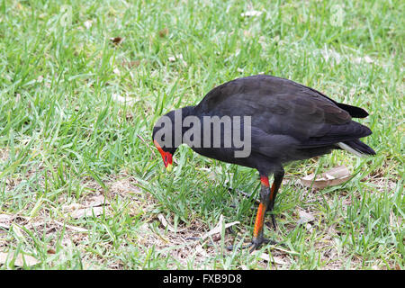 Altrosa Teichhuhn (Gallinula Tenebrosa) am Ufer des River Torrens in Adelaide, South Australia, Australien. Stockfoto