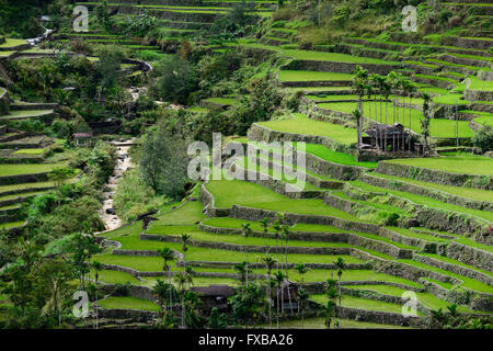 Philippinen, Ifugao Provinz, Cordilleras, Banaue, Hunduan, Reisanbau auf Hapao Reisterrassen in Bergen, traditionelle Ifugao House / PHILIPPINEN, Banaue, Hapao Reisterrassen, Reisanbau Und Reisfelder in Den Bergen Bei Hunduan, Traditionelles Ifugao Haus Stockfoto