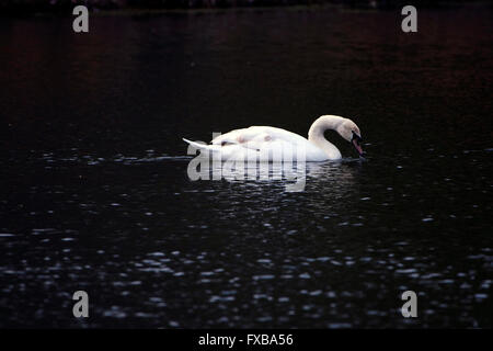 Ein schöner Schwan im Morgengrauen auf dem blauen Wasser schwimmen. Es sieht aus wie Schwimmen im Mondlicht. Stockfoto