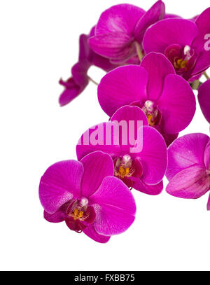 Violet Orchidee auf weiß Stockfoto