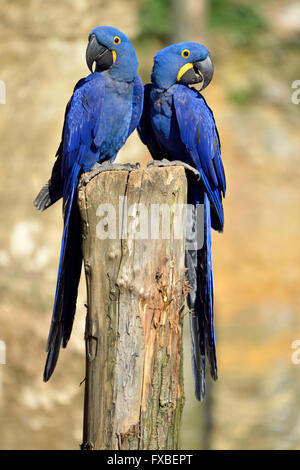 Zwei Hyazinth-Aras (Anodorhynchus Hyacinthinus) auf einem Hochsitz Stockfoto