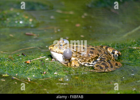 Natterjack Kröte (Bufo Calamita) charakteristische gelbe Linie auf der Rückseite in Wasser auf Algenbasis mit seiner stimmlichen sac Stockfoto